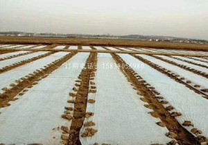 防草无纺布 园艺地布大量订做供货