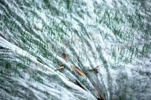 农业农用无纺布在蔬菜生产中的应用